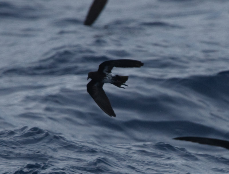 New Caledonian Storm-Petrel
