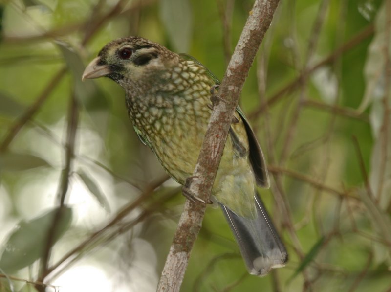 Spotted Catbird