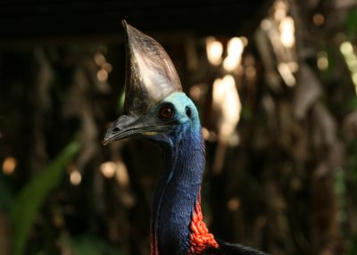 Southern Cassowary