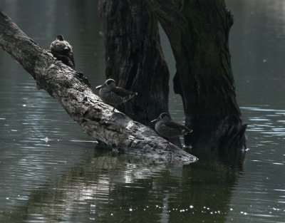 Pink-eared Duck