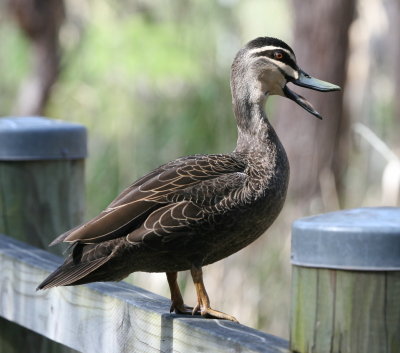 Pacific Black Duck