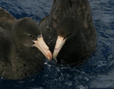 Southern and Northern Giant-petrels