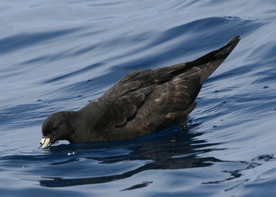 Black Petrel