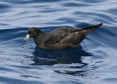 Black Petrel