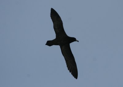 Black Petrel