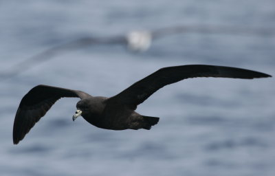 Black Petrel
