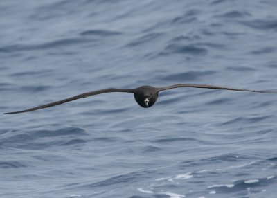 Black Petrel