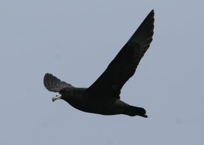 Black Petrel