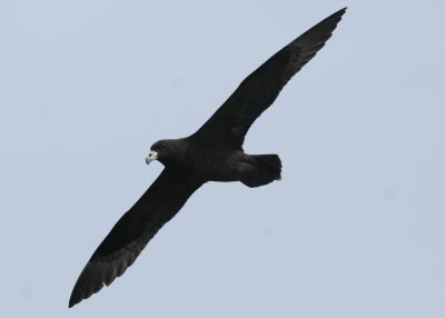 Black Petrel