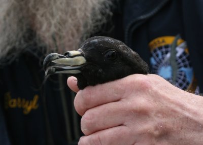 Black Petrel