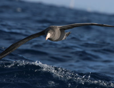 Northern Giant-petrel