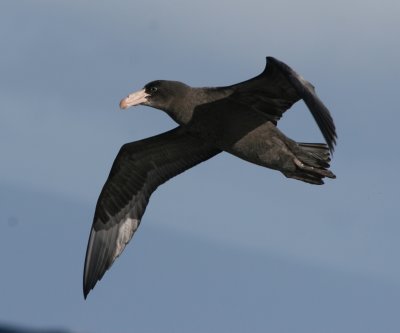 Northern Giant-petrel