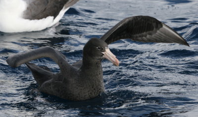 Northern Giant-petrel