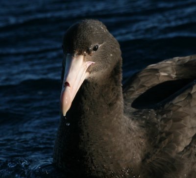 Northern Giant-petrel