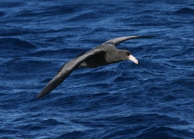 Northern Giant-petrel
