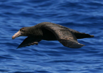 Northern Giant-petrel