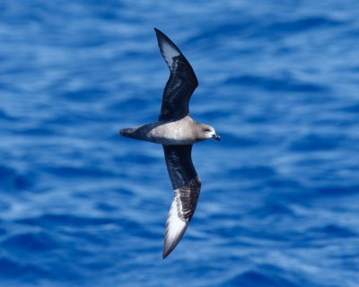 providence_petrel