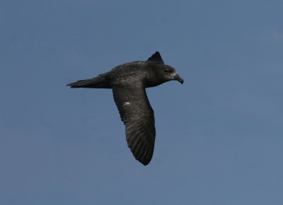 Providence Petrel
