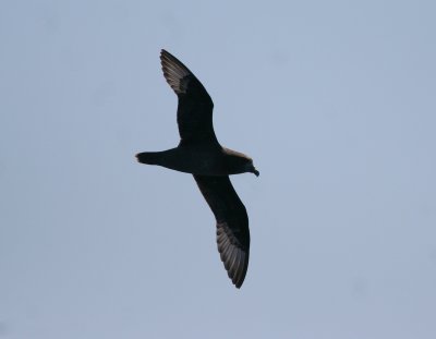 Providence Petrel