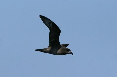 Providence Petrel