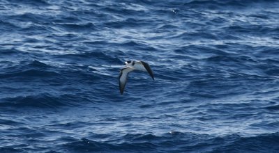 White-necked Petrel