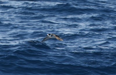 White-necked Petrel