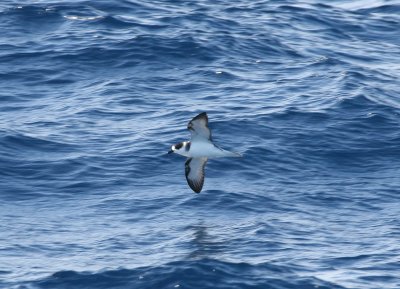 White-necked Petrel