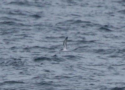 cooks_petrel
