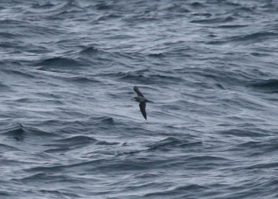Cook's Petrel