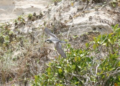 Black-winged Petrel