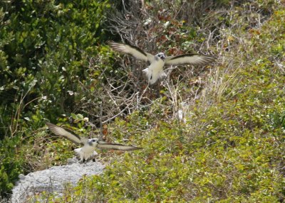 Black-winged Petrel