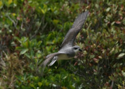 Black-winged Petrel