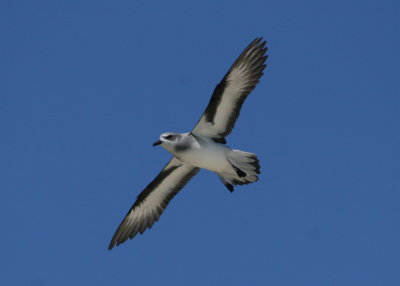 Black-winged Petrel