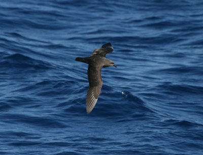 Kermadec Petrel