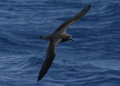 Providence Petrel