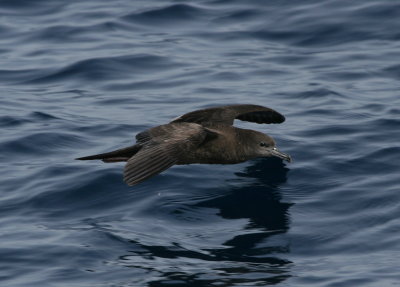 Wedge-tailed Sheawater