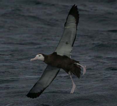 Wandering Albatross