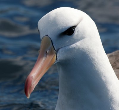 Black-browed Albatross