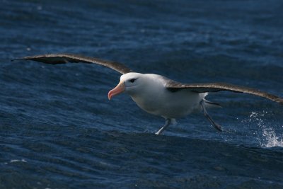 Black-browed Albatross