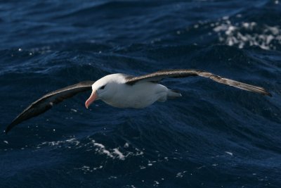 Black-browed Albatross