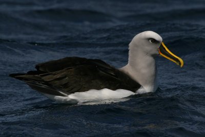 Buller's Albatross