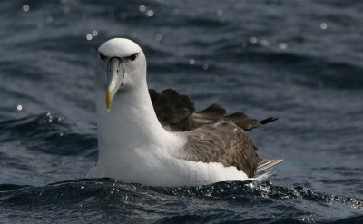 Shy Albatross