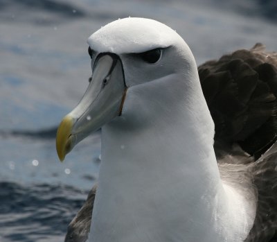 Shy Albatross