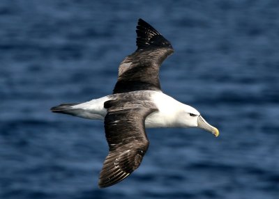 Shy Albatross