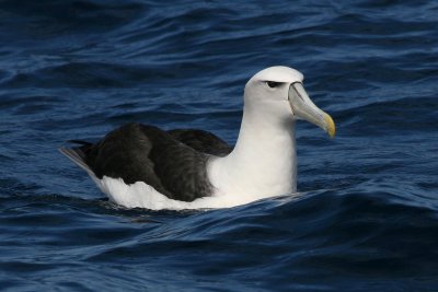 Shy Albatross