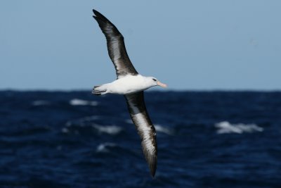 Campbell Albatross