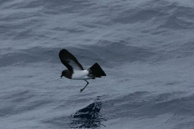 White-bellied Storm-petrel