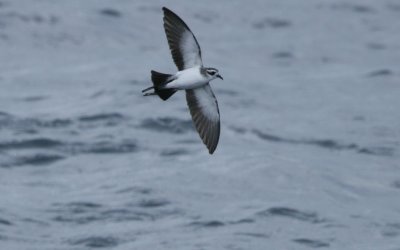 White-faced Storm-petrel