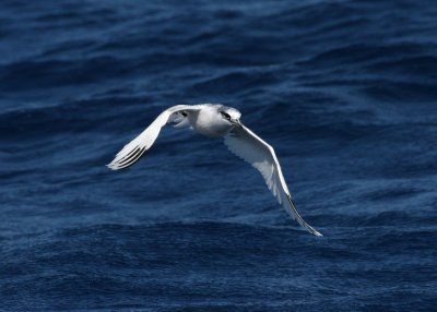 White-tailed Tropicbird