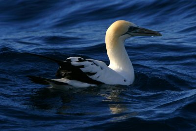 Australasian Gannet